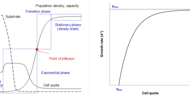 Figure 5-12: Algae population growth dynamics  Figure 5-13: Asymptotic behavior of the cell quota  model 