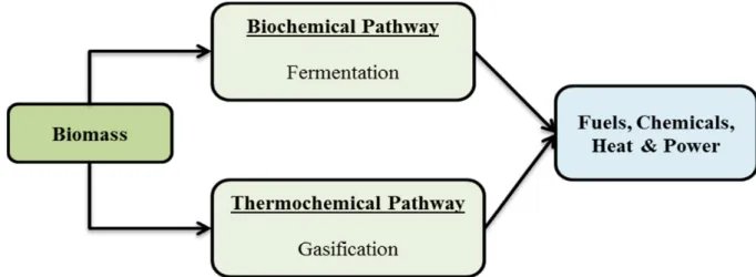 Figure 4: Biomass conversion pathways 