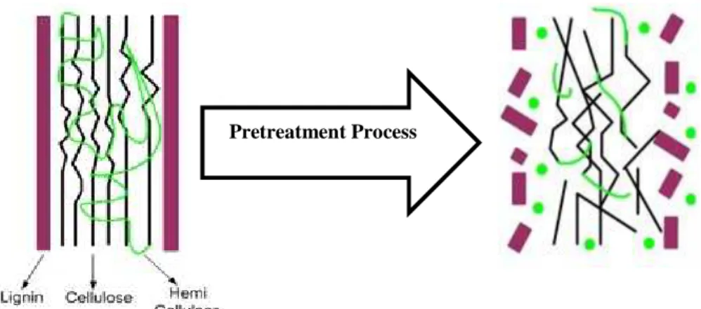 Figure 8:  Biomass structure before and after pretreatment 