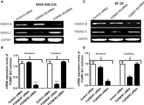 Figure 2: siRNA specifically targeting FOXM1 inhibits FOXM1 expression in both MDA-MB-231 and BT-20 cells