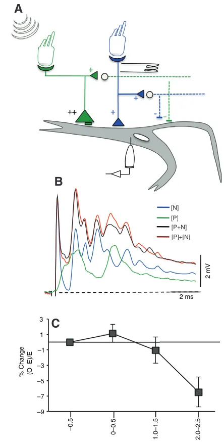 Fig. 7. (A)dendrite were stimulated centripetally at different time intervals. Distaleighth nerve inputs (green large triangles) were evoked by stimulation ofthe primary hair cells by sound pips generated with a loud speaker in air,whereas the proximal aL
