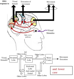 Fig. 1. Neural pathways (redline) inside the brain that transforms input visual stimulation to complex movement plans (at parietal), and  movement execution (in motor cortex) (a) Active pathway from occipital to motor cortex in visual-motor coordination, (b) Schematic view of the architectural connection in (a) 