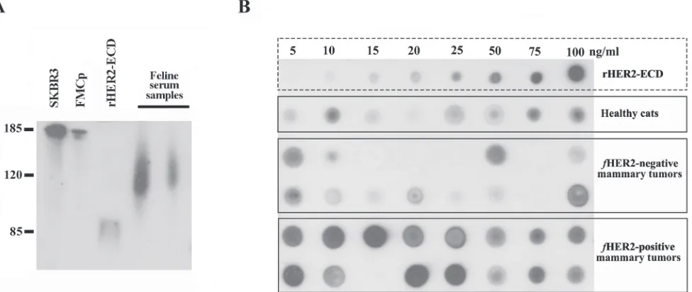 Figure 4: Soluble truncated HER2 forms carry a portion of the ICD and are quantifiable by Dot blot assay