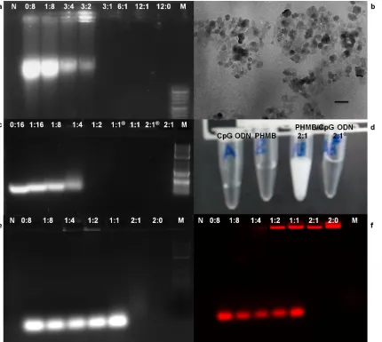 Fig 4. PHMB/DNA interactions and physicochemical characterization of polyplexes. Formation of PHMB/DNA polyplexes confirmed by 1% agarosegel, TEM and color change