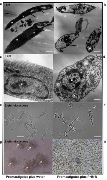 Fig 1. Effects of PHMB on L. major morphology and behavior. (b and d) TEM images of L