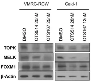 Figure 5: Downregulation of FOXM1 by OTS514 and OTS167 treatment. Treatment with OTS514 or OTS167 at the concentration of their IC50 values reduced FOXM1 protein level in VMRC-RCW and Caki-1 cells, as examined by western blot analysis