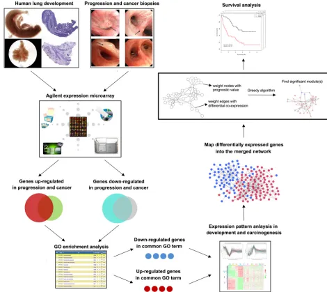 Figure 1: Schematic of methodology applied in this study. Step I: Construction of global expression profiles of human lung embryonic development and LSQC carcinogenesis samples; Step II: Identification of consistent DEGs in precancerous and cancer samples; Step III: Using a greedy searching algorithm to identify module(s) significantly associated with overall survival.