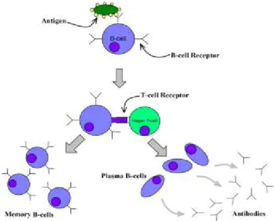 Figure 1. Immunity cell interactions. 