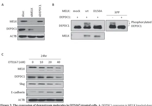 Figure 2: The expression of downstream molecules in OTS167-treated cells. A. DEPDC1 expression in MELK knocked-down cells