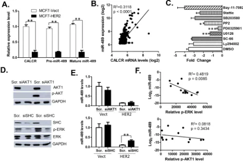 Figure 2: Expression of miR-489 is downregulated at transcriptional level by HER2 signaling