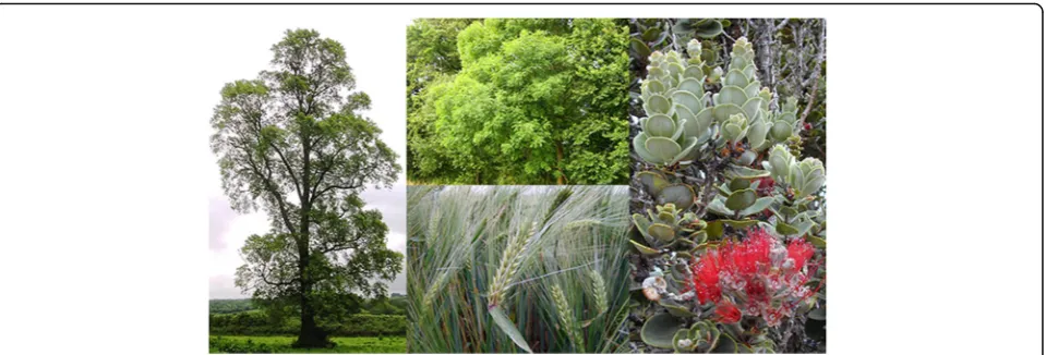 Fig. 1. Examples of species affected by EPPs. Clockwise from left: English Elm (Ulmus minor) (photograph by Ptelea [136]), decimated by the“Dutch Elm disease” pathogen, Ophiostoma novo-ulmi; European Ash (Fraxinus excelsior; photograph by Botaurus stellaris [137]), under threat from“Ash dieback” caused by Hymenoscyphus fraxineus; ‘Ōhi’a (Metrosideros polymorpha; photograph by Forest & Kim Starr [138]), threatened by “Rapid‘Ōhi’a death” due to Cerasystis frimbriata and barley (Hordeum vulgare; photograph by raul.dupagne [139]), the host of Ramularia collo-cygni