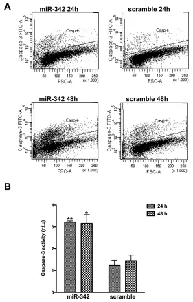 Figure 2: miR-342 overexpression activates the intrinsic pathway of apoptosis in HCC1937 cells