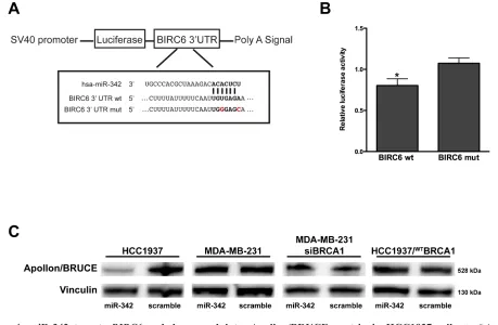 Figure 4: miR-342 targets BIRC6 and down-modulates Apollon/BRUCE protein in HCC1937 cells