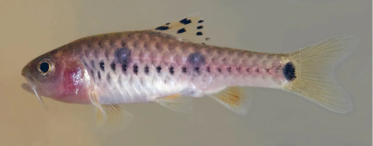Figure 1.1. Live coloration of Enteromius pinnimaculatus sp. nov.  Uncatalogued  specimen collected in a swampy lowland tributary of the Bissina River, Nyanga River  Drainage, Gabon
