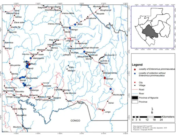 Figure 1.2. Distribution map for Enteromius pinnimaculatus sp. nov., illustrating the  Bissina River and Nyanga River drainage with two known collection localities and  nearby localities at which comprehensive sampling did not capture this species