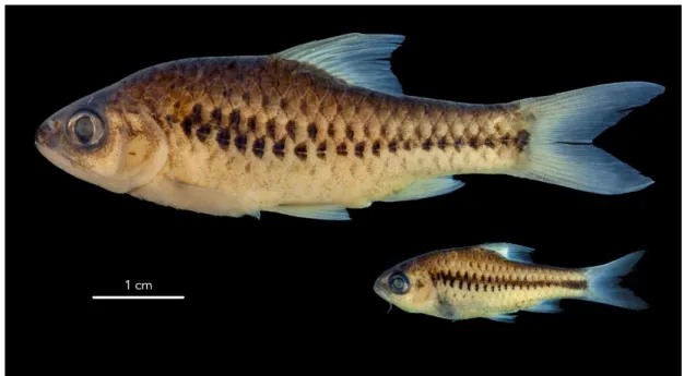 Figure 1.5.  (a) Adult 55.1 mm standard length (LS), tissue voucher GAB17-282, and  (b) juvenile 23.5 mm LS Enteromius chiumbeensis specimens at Oregon State 