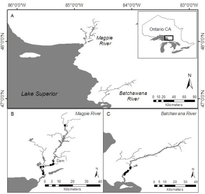 Figure 2.1 Magpie (regulated) and Batchawana (natural) Rivers in Ontario, Canada (A). 