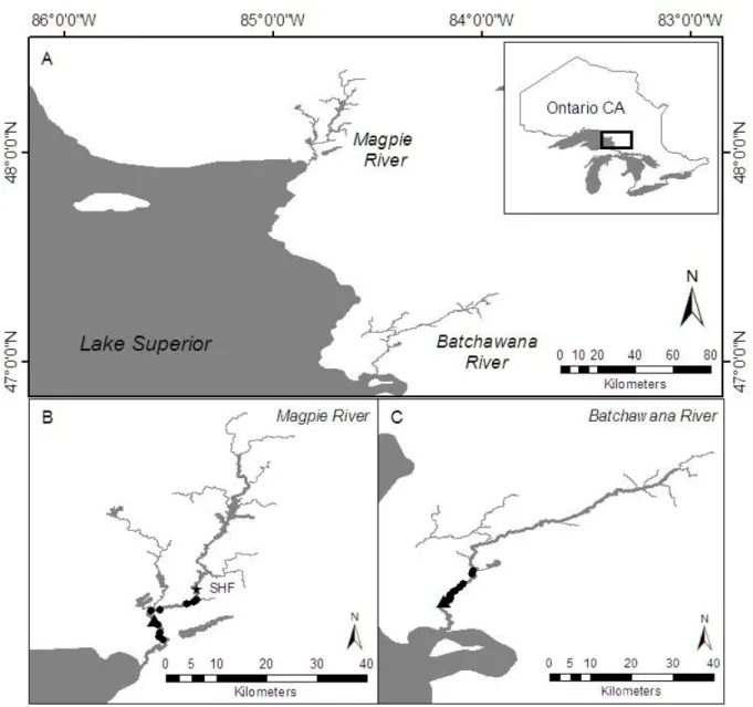 Figure 3.1. Magpie (regulated) and Batchawana (natural) Rivers in Ontario, Canada (A)