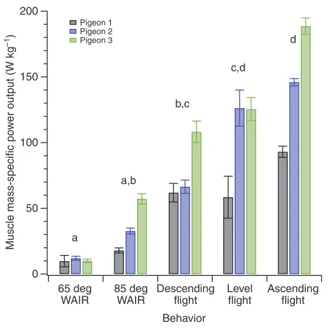 Fig.80at 65 and 854. Pectoralis mass-specific power output in three pigeons during WAIRdeg and three modes of flight (60deg descent, level anddeg ascent)