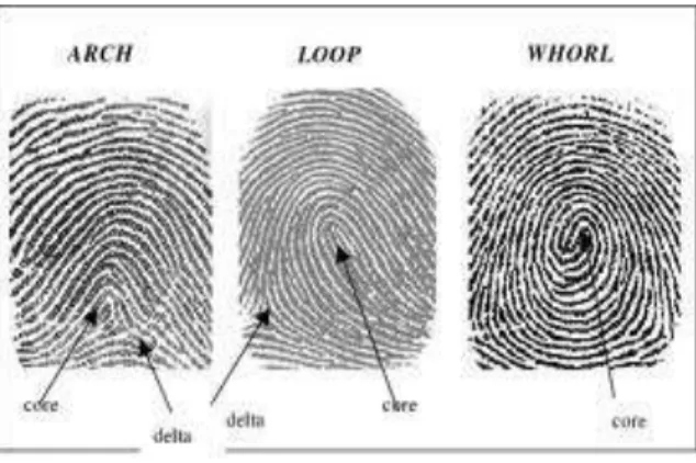 Fig.  1. Fingerprint Patterns 