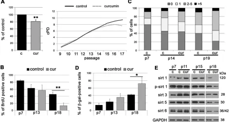 Figure 2: The impact of curcumin on replicative senescence of EC. A. cPD of EC treated with curcumin (0.1 µM)