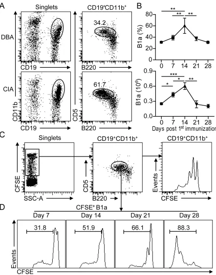 Figure 1: B1a cells undergo proliferative expansion in the peritoneal cavity (PC) during CIA development