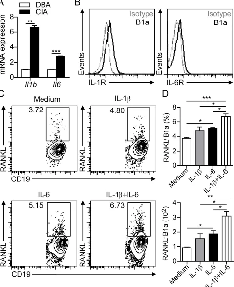 Figure 5: IL-1β and IL-6 induce RANKL expression in B1a cells. A. Levels of Il1b and Il6 transcripts in the synovium of knee joints of DBA and CIA mice were measured by q-PCR
