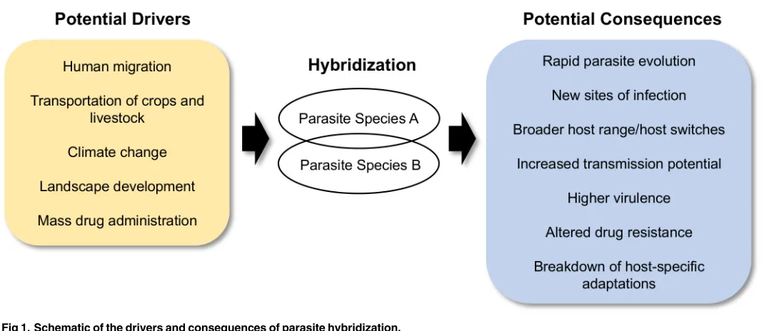 Fig 1. Schematic of the drivers and consequences of parasite hybridization.