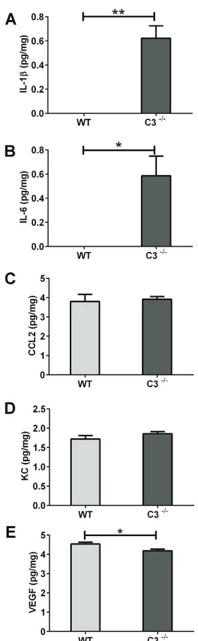 Figure 2: The acute phase after IR. Six hours after IR, brains were collected, homogenized and analyzed using multiplex immunoassay