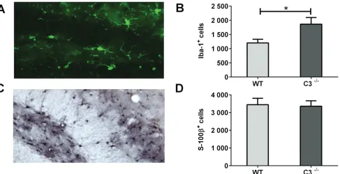 Figure 4: IR-induced changes in the microenvironment during the subacute phase. A. A representative microphotograph of Iba-1-positive cells (microglia) in the GCL