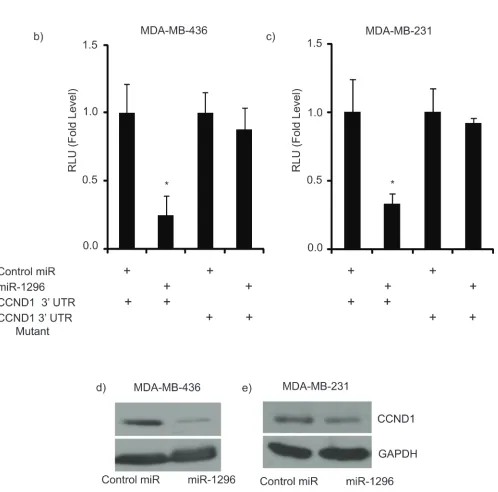 Figure 4: ccND1 as target of mir-1296. a.Luciferase assay showing reduction in reporter activity (relative luciferase units) after co-transfection of CCND1-3’UTR with miR-1296 in 436 and 231 cells, respectively