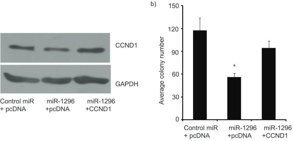 Figure 5: CCND1 overexpression reverses miR-1296 effects. Co-transfection of a CCND1-expressing vector, along with miR-1296, restored CCND1 expression (panel a) and reversed the suppression of colony formation ability (panel b) induced by miR-1296 expressi