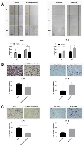 Figure 4: RASSF6 inhibits the migration and invasion ability of colorectal cancer cells