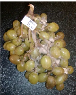 Figure 4: (a) Fresh table grape bunch prior to storage and (b) complete decay of ‘Regal  Seedless’ table grapes after seven days shelf life study at 24.33±0.04°C 