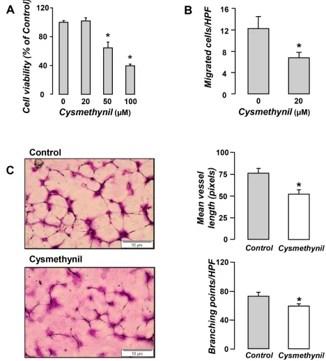 Figure 3: Anti-angiogenic properties of Cysmethynil in vitro. (A) HUVECs were treated with vehicle or cysmethynil (20– 100 μM) and 24 h later cell viability was evaluated by MTS