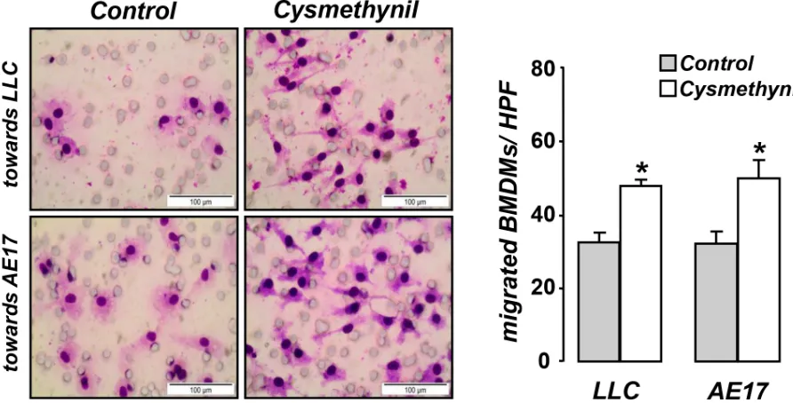 Figure 5: Cysmethynil inhibits tumor-driven M2 polarization (A) and migration (B) of macrophages in vitro