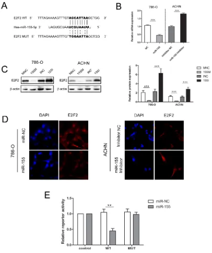Figure 4: miR-155 downregulated E2F2 expression by specifically targeting its 3′UTR. (A) Sequence alignment of the E2F2 3′UTR with wild-type (WT) versus mutant (MUT) potential miR-155 targeting sites