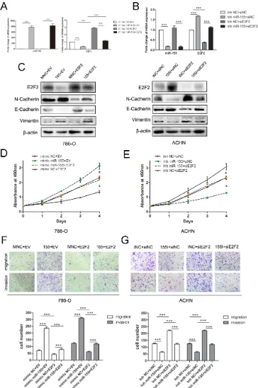 Figure 5: miR-155 regulated the proliferation, migration, and invason of ccRCC by targeting E2F2