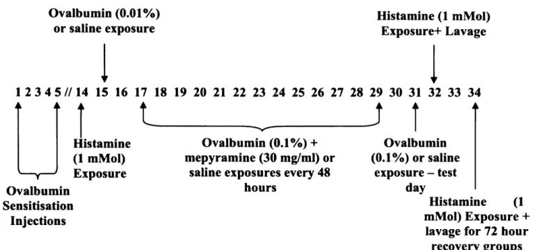 Figure  2 3   -  A   diagram  to  represent  the  protocol  for  chronic  ovalbumin  and  saline  challenged  guinea  pigs
