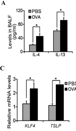 Figure 2. Increased infiltration of MDSCs was accompanied by up-regulated gene expression of  KLF4 and TSLP in the lung upon asthmatic challenge