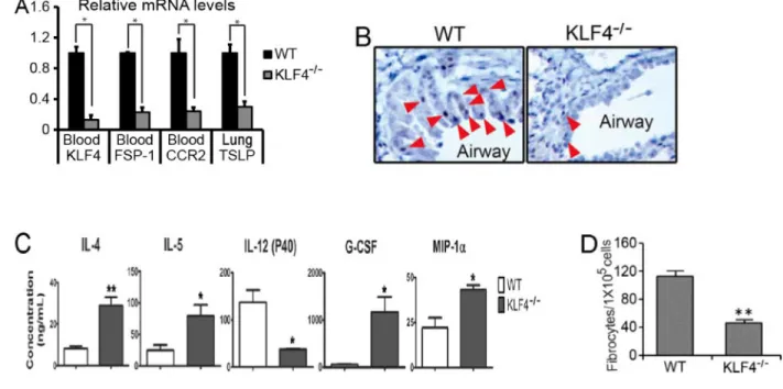 Figure 3. KLF4 ablation in CCR2+MDSCs in mice decreased TSLP expression in the lung and  attenuated fibrocyte generation—establishment of FSP-1-Cre/KLF4(flox) mouse model A