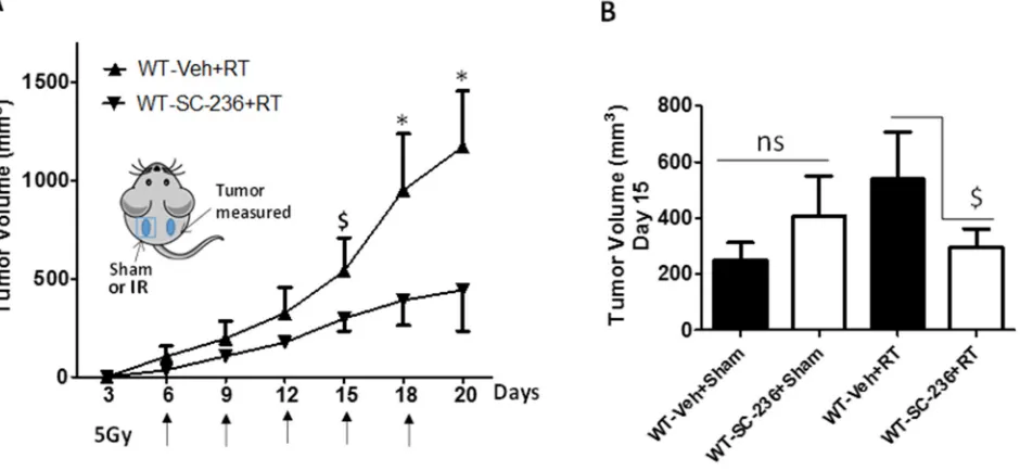 Figure 6: Role of COX-2 in RT-mediated augmentation of tumor growth. A. Groups of 6-13 WT mice were implanted with PAF-R deficient B16F10 tumors on both the dorsal hind flanks (day 0)