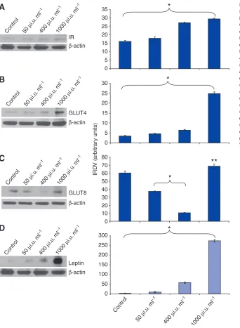 Fig. 6. Western blot analysis showing the effect of50(*; Duncan’s test, P<0.05) downregulated GLUTexpression, whereas the highest dose(1000(Duncan’s test, P<0.05) the expression of GLUT4 inexpression of leptin protein in a dose-dependentmanner