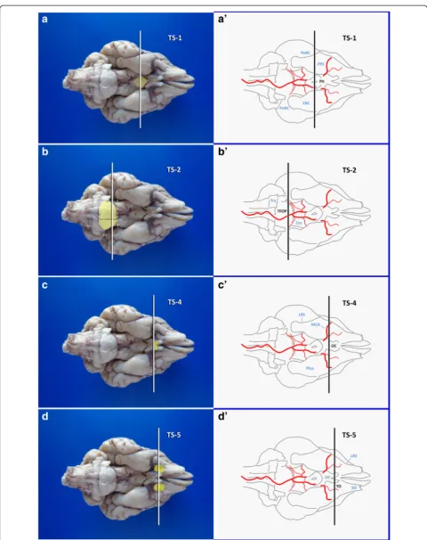 Fig. 3 Landmarks of the ventral brain surface in a dog (Fixed brainLRS: lateral rhinal sulcus; MCA: middle cerebral artery; OC: optic chiasm; PeRC: perirhinal cortex; Pit: pituitary stalk; PiLo: piriform lobe; PoRC: postrhinal a, b, c, d; schematic illustr