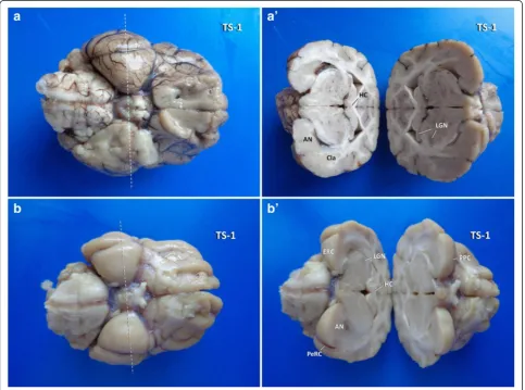 Fig. 4 Insights into the three-dimensional orientation of the hippocampus after TS-1 (dashed line) in dog (nucleus; Cla: claustrum; ERC: entorhinal cortex; HC: hippocampal commissure; LGN: lateral geniculate nucleus; PeRC: perirhinal cortex; PPC: pre-pirif