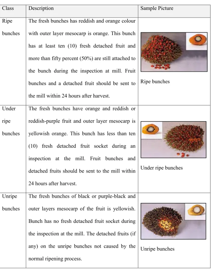 Table 2.1: Bunches Classification (MPOB, 2003) 