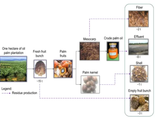 Figure 1. Simplified illustration of palm biomass residue generated from one hectare of oil palm  plantation aimed at palm oil production