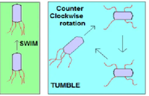 Figure 6. Genetic algorithm loop  Figure 7. Chromosome definition 
