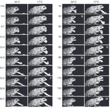 Fig. 2. Image sequences of one individual of