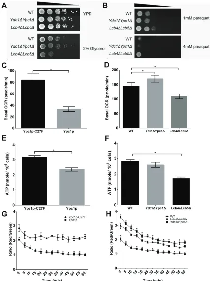 Figure 7: sphingoid bases impair mitochondrial functions. A.and YEP plates containing 2% (wt/vol) glycerol